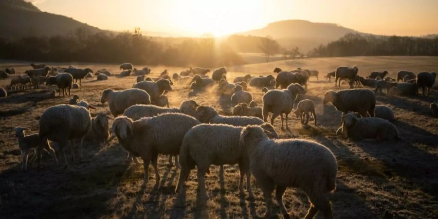 Schafe auf einer Weide