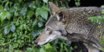 wolf ständerat