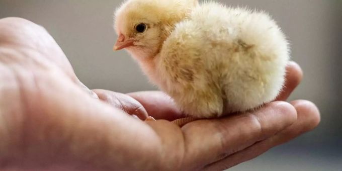 Das Bundesverwaltungsgericht in Leipzig muss als höchste Instanz klären, ob das massenhafte Kükentöten mit dem Tierschutzgesetz vereinbar ist. Foto: Peter Endig Das Bundesverwaltungsgericht in Leipzig muss als höchste Instanz klären, ob das massenhafte Kükentöten mit dem Tierschutzgesetz vereinbar ist. Foto: Peter Endig