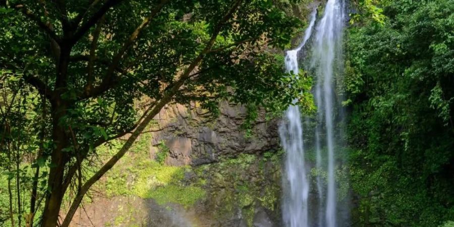 Der Luara-Wasserfall auf der Insel Bioko in einer Szene der Dokumentation «Afrikas geheimnisvolle Welten». Foto: Tania Escobar/Doclights GmbH /NDR/Arte