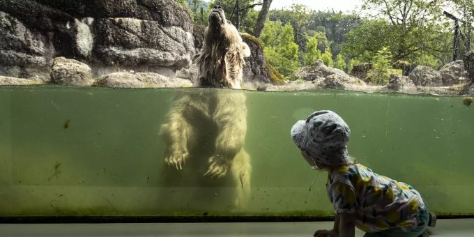 Ein Kind beobachtet «Evi», ein Syrischer Braunbaer, welcher sich im Wasser abkuehlt im Tierpark Goldau. Tierpark Goldau