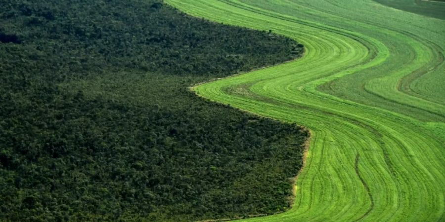 Landwirtschaft im brasilianischen Bundesstaat Bahia