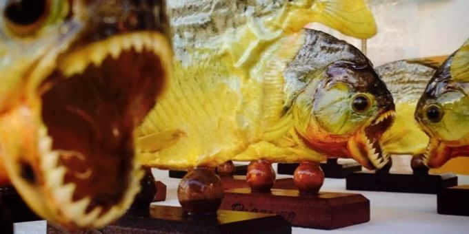 Mehrere Piranhas werden auf einem Markt in Curitiba (BRA) ausgestellt. Piranhas Costa Blanca