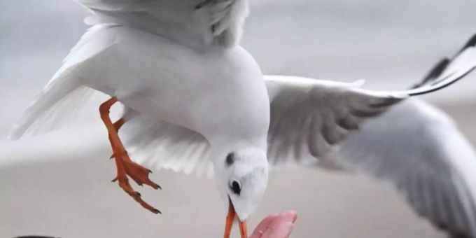 In Sursee LU - Vogelgrippevirus bei Mittelmeermöwe nachgewiesen