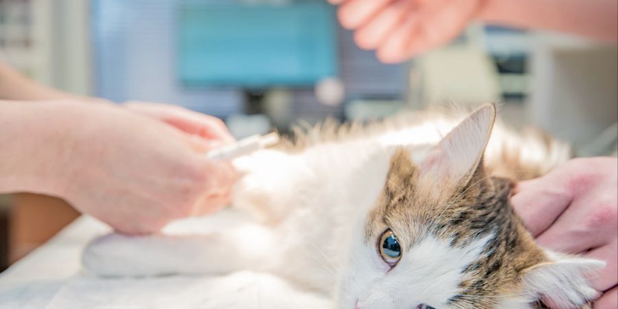 Die häufige Blutentnahme bei kranken Katzen trägt ebenfalls zur Anämie bei.