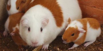 Meerschweinchen