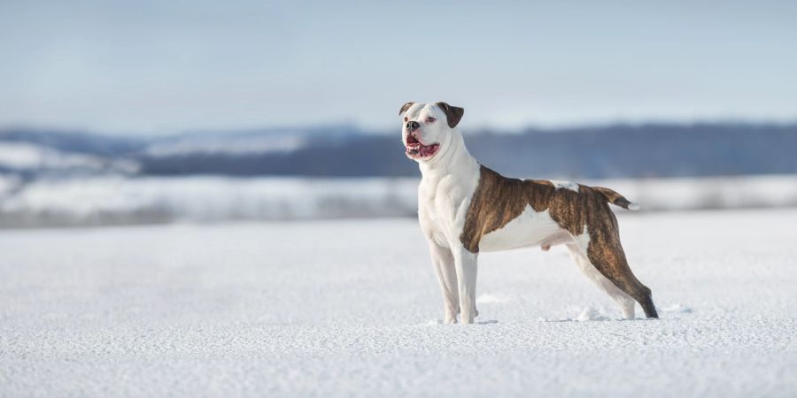 amerikanisch bulldogge american bulldog