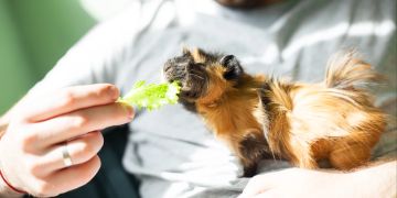 Mann füttert Meerschweinchen mit Salatblatt