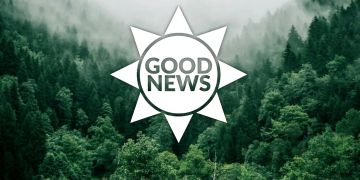 Klimawandel Wiederaufforstung