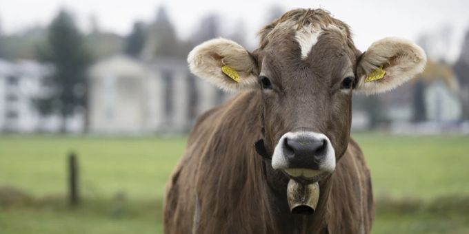 Romantische Tradition oder Lärmbelästigung und Tierquälerei? Bei Kuhglocken scheiden sich die Geister – Beschwerden dürften aber häufiger werden. (Archivbild) Kuhglocken