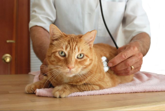 Dem Besuch beim Tierarzt können viele Stubentiger nichts abgewinnen. Katze, Stress, Tierarzt