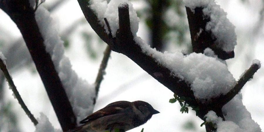 Bei der «Stunde der Wintervögel» wurden in der Schweiz über 1500 Spatzen gesichtet. (Archivbild)