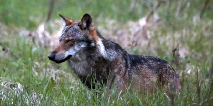 Die Wolfsfeuerwehr soll als Pikettdienst organisiert sein. Wolf.