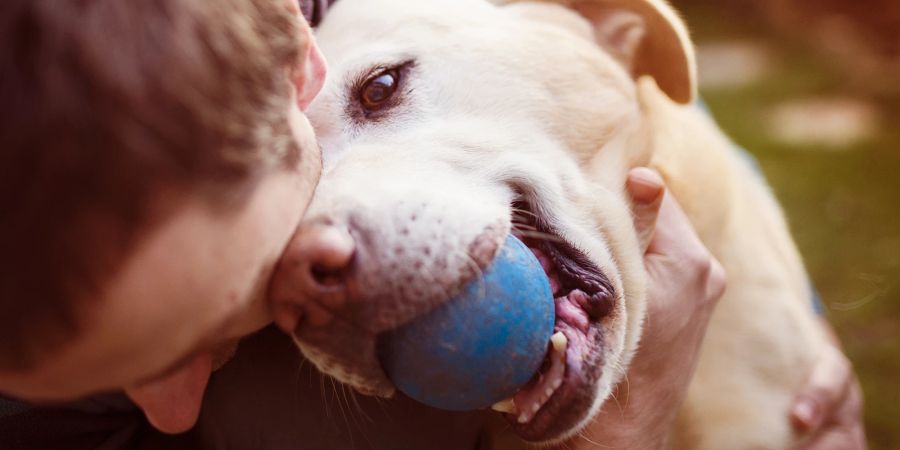 Hund mit Ball