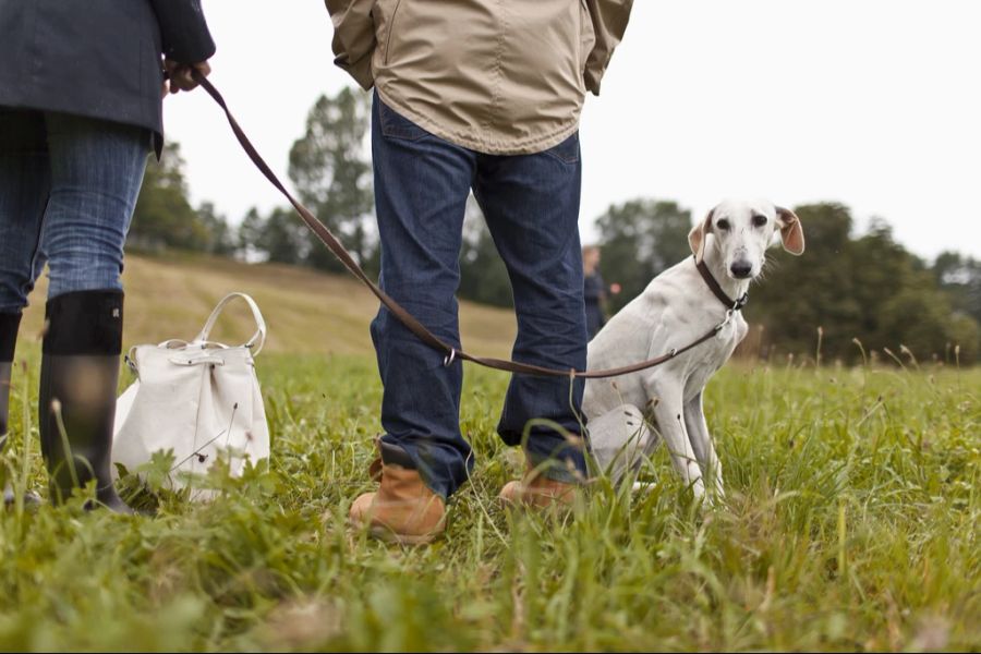 Hunde sollten keine Essenreste vom Boden fressen, mahnt die Tierschutzorganisation.