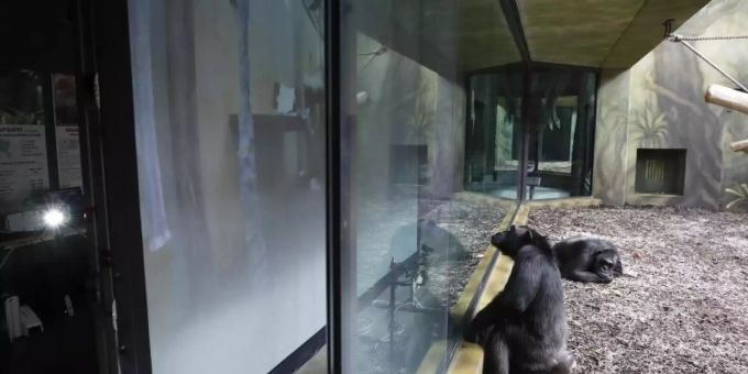 Ein Schimpanse sitzt vor einem Bildschirm im Gehege des Safariparks. Foto: Petr David Josek/AP/dpa Ein Schimpanse sitzt vor einem Bildschirm im Gehege des Safariparks. Foto: Petr David Josek/AP/dpa
