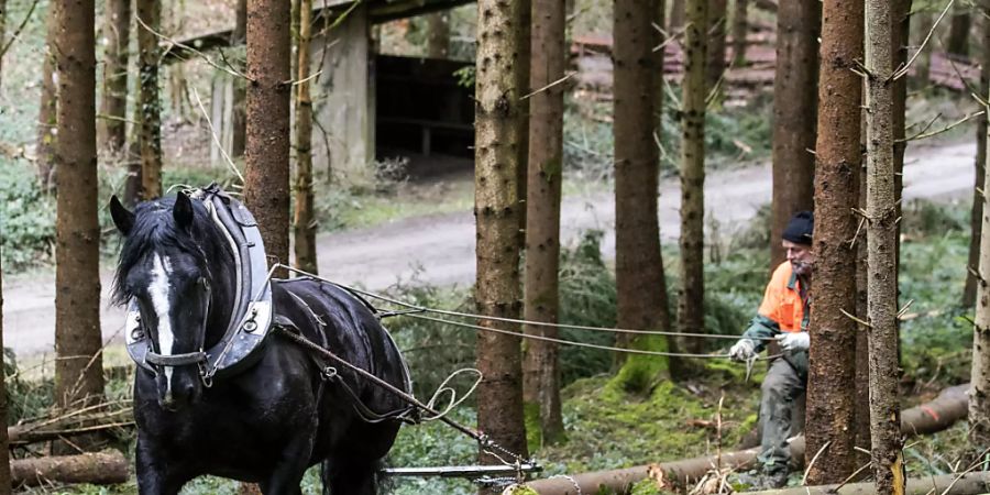Arbeit für Mann und Pferd: Pferderücker Gian Denoth mit Pferd Uranie holt am MIttwoch in Winterthur wegen des vielen Schnees im Januar umgestürzte Bäume aus dem Wald.