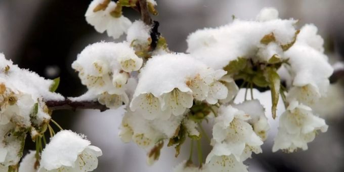 Das kalte Wetter im April sorgte bei blühenden Obstbäumen in der Schweiz für Frostschäden. (Symbolbild) wetter april