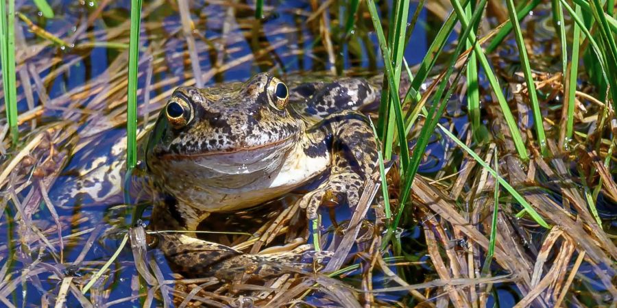 Grasfrosch