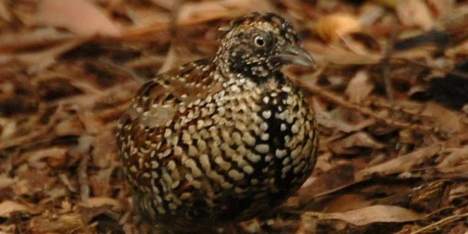 Das in Australien beheimatete Schwarzbrust-Laufhühnchen ist mit unter 100 Exemplaren der seltenste Vogel der Welt. Der häufigste ist, nicht unerwartet, der Spatz. 1,6 Milliarden Exemplare soll es weltweit geben (Wikimedia commons). Vogelzählung