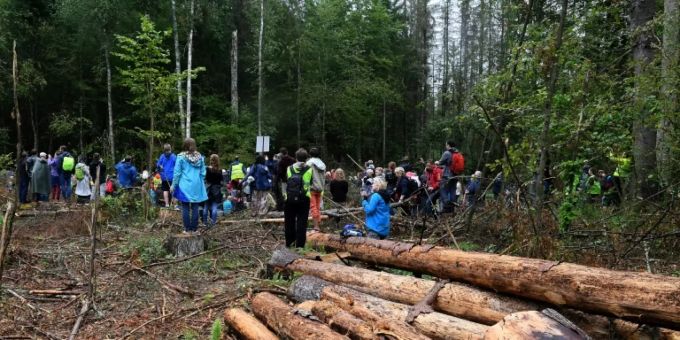 Holzeinschlag im Bialowieza-Urwald Holzeinschlag im Bialowieza-Urwald