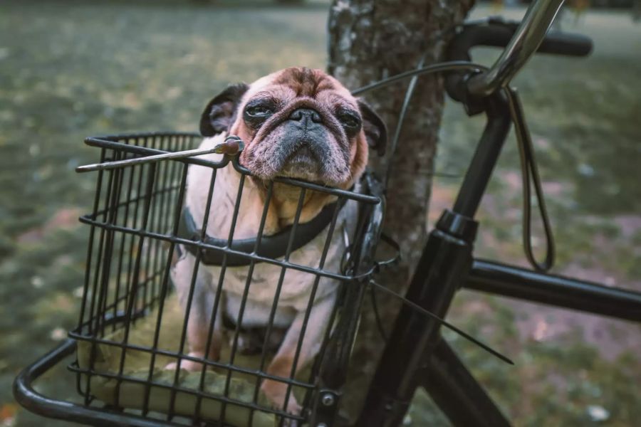 Hund in Velokorb