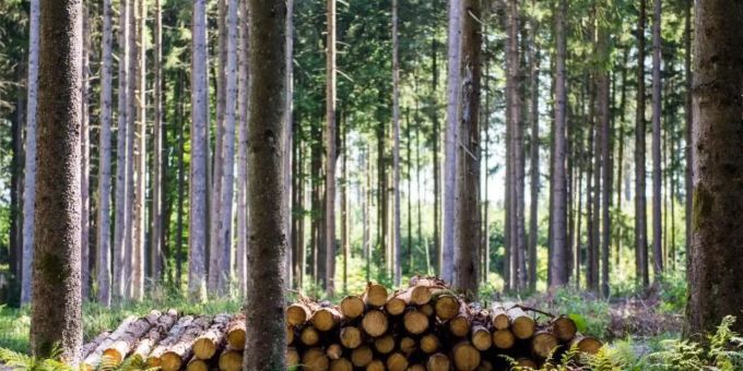 Fichtenstämme liegen zur Abholung durch Waldarbeiter an einem Forstweg bereit. Abholzung