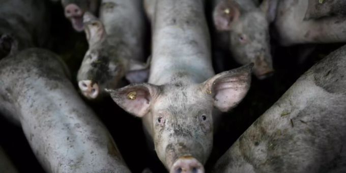 Kritik am Ablauf der Borchert-Kommission. Kritik am Ablauf der Borchert-Kommission.