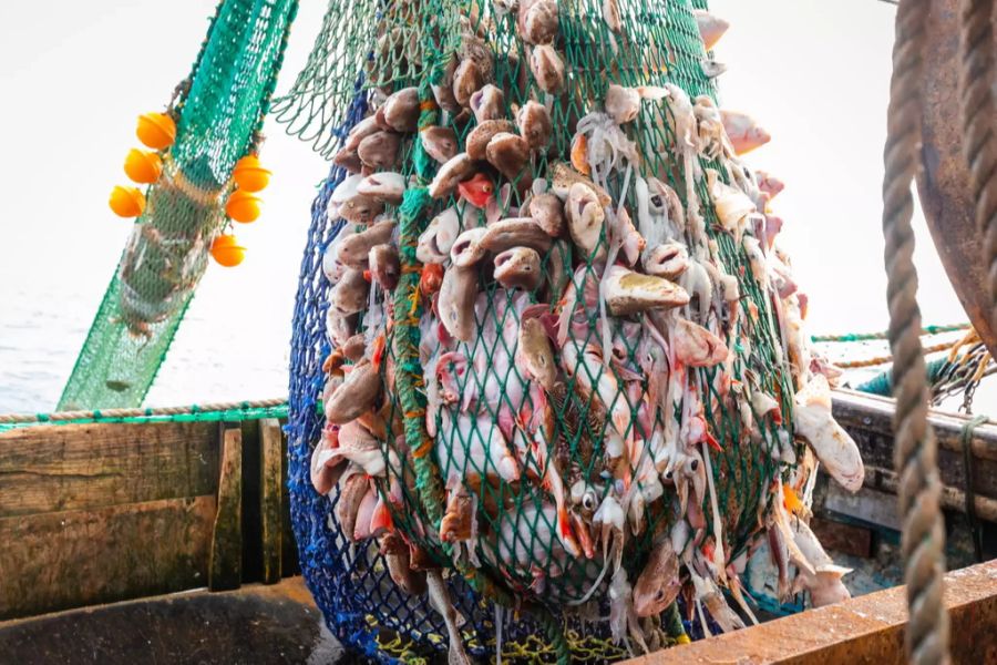 Seaspiracy Fischerei Trawler Grundschleppnetz