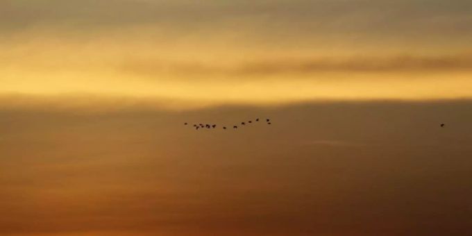 Vögel am Himmel beim Sonnenuntergang. (Symbolbild) Vögel