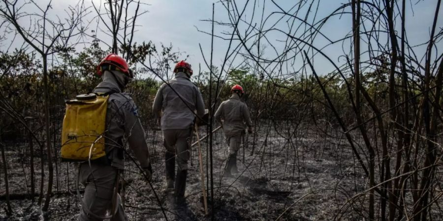 Abgebranntes Gebiet in Brasiliens Amazonasregion