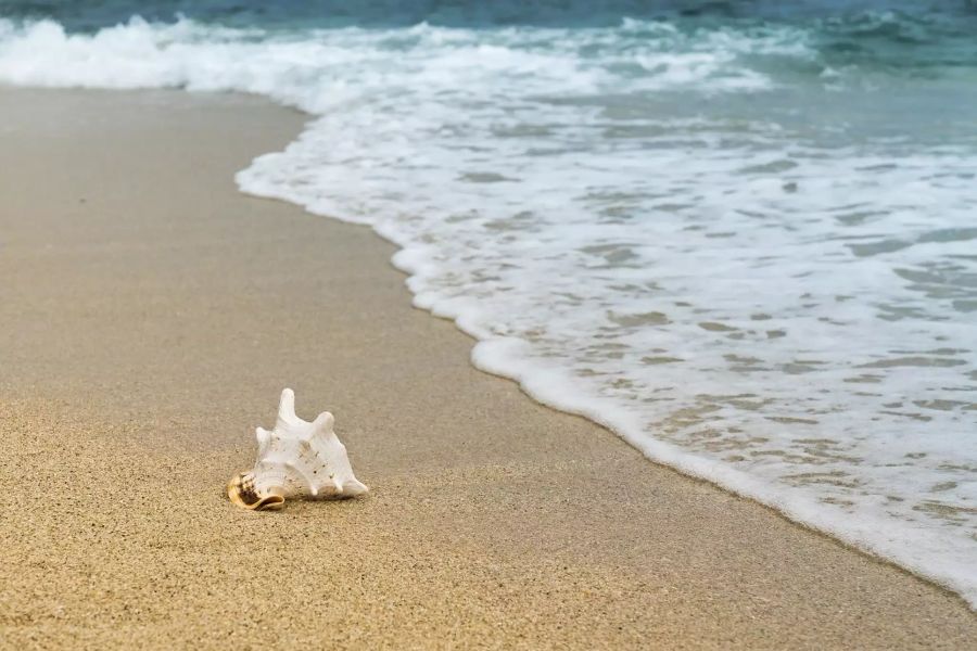 Strand mit Muschel