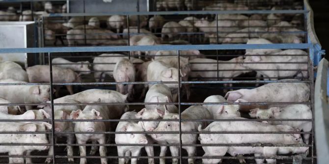 Schweinezucht Tierrecht Misshandlung