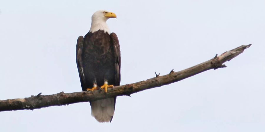 weisskopfseeadler kraken