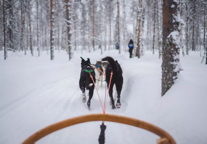 Sich von Huskys durch den Schnee ziehen lassen. Husky-Schlitten