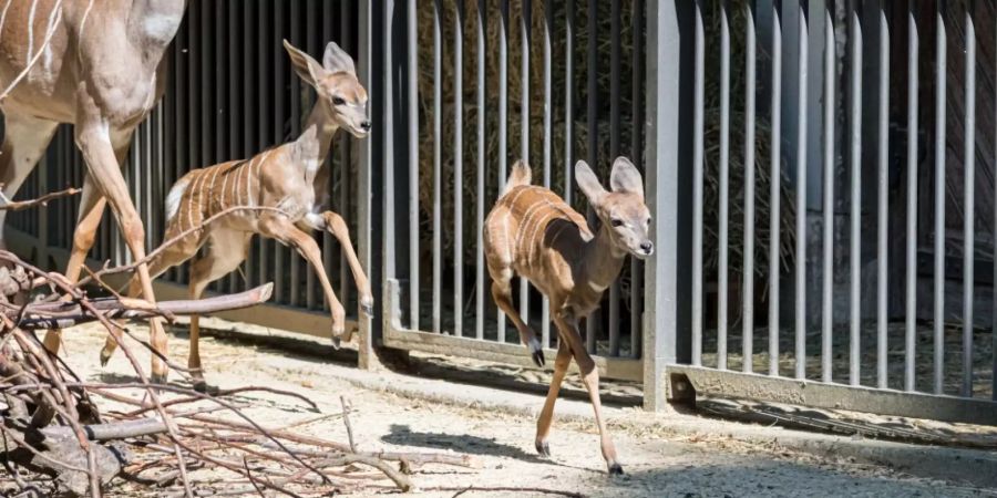 Zoo Basel