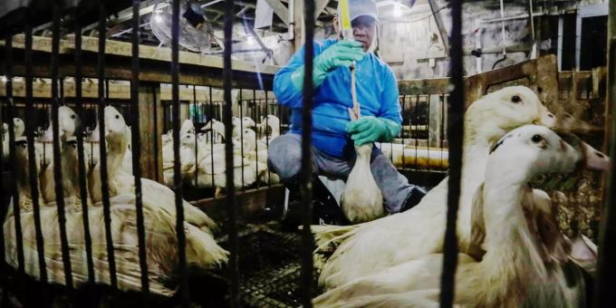 Gänse werden mit einem Metallstab gefüttert, um Foie Gras herzustellen. stopfleber