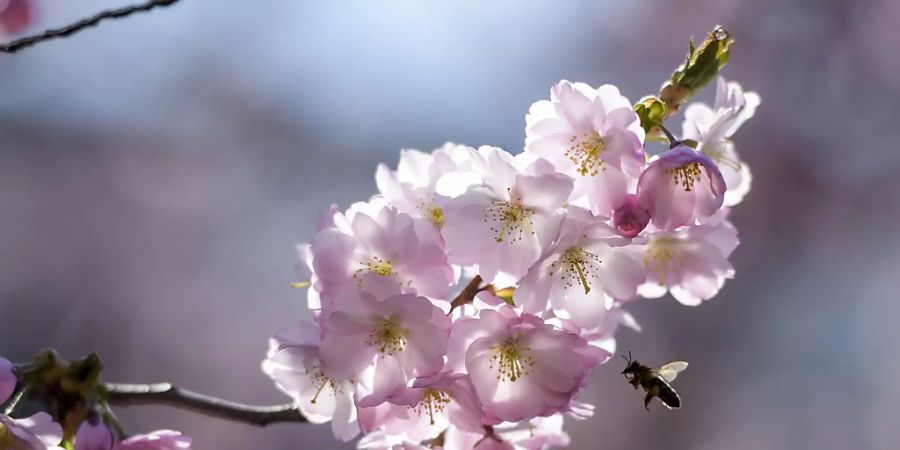 Im Mai blühen Obstbäume und Wiesen im Schweizer Mittelland. Wegen der schlechten Witterung im Mai 2019 konnten die Bienen jedoch nicht genug Nektar sammeln. (Archivbild)