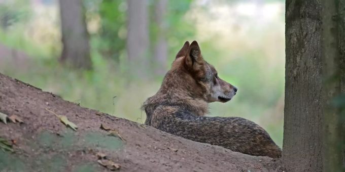 Ein Wolf sitzt im Gehege im Biotopwildpark Anholter Schweiz. (Symbolbild) vier graubünden