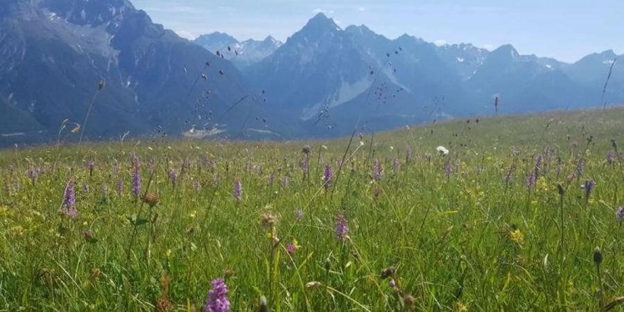 Artenreiche Wiese «Marièrs» bei Scuol GR auf 2100 Metern.