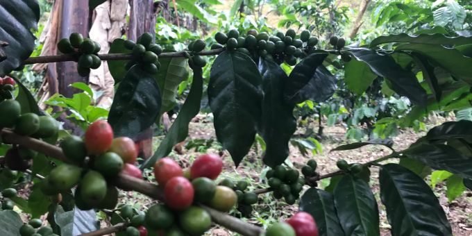 Kaffee wächst auf einer Plantage im guatemaltekischen Department San Marcos. (Symbolbild) Kaffee