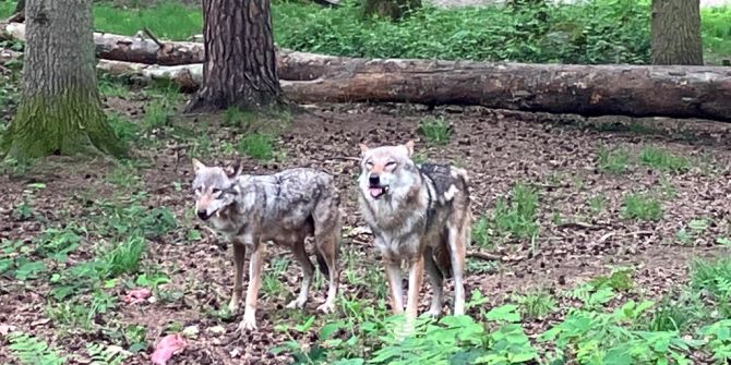 Zwei Wölfe im Wald