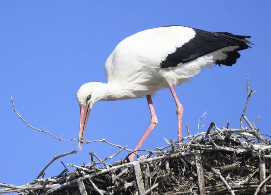 Storch