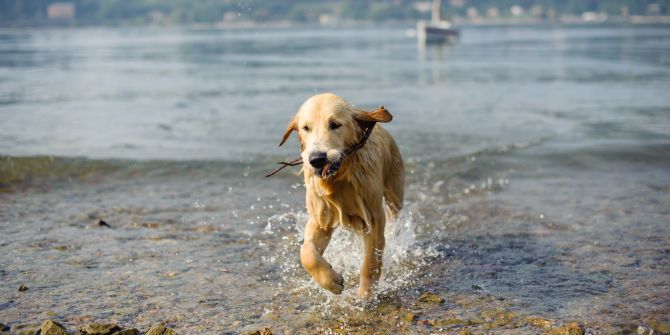 Hund am See