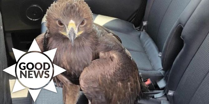 Adler