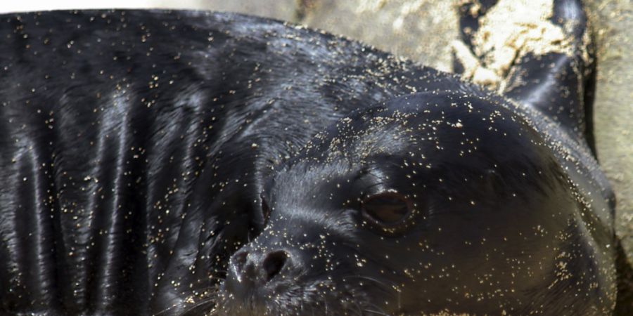 Eine seltene Mönchsrobbe ist an der nördlichen
Adriaküste Italiens gesichtet worden. (Archivbild)