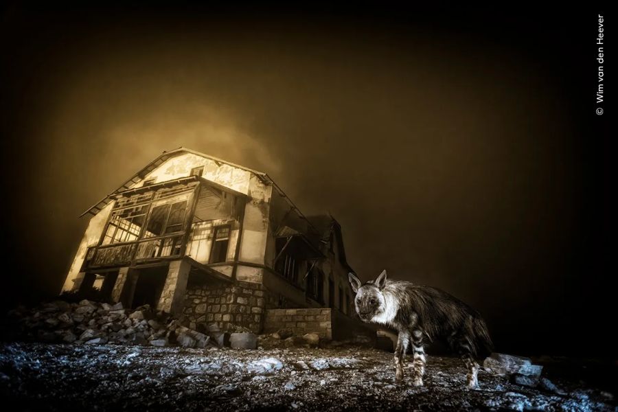 wildlife photographer