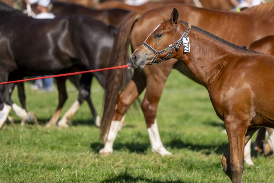 Auch Pferde wurden beschlagnahmt. (Symbolbild)