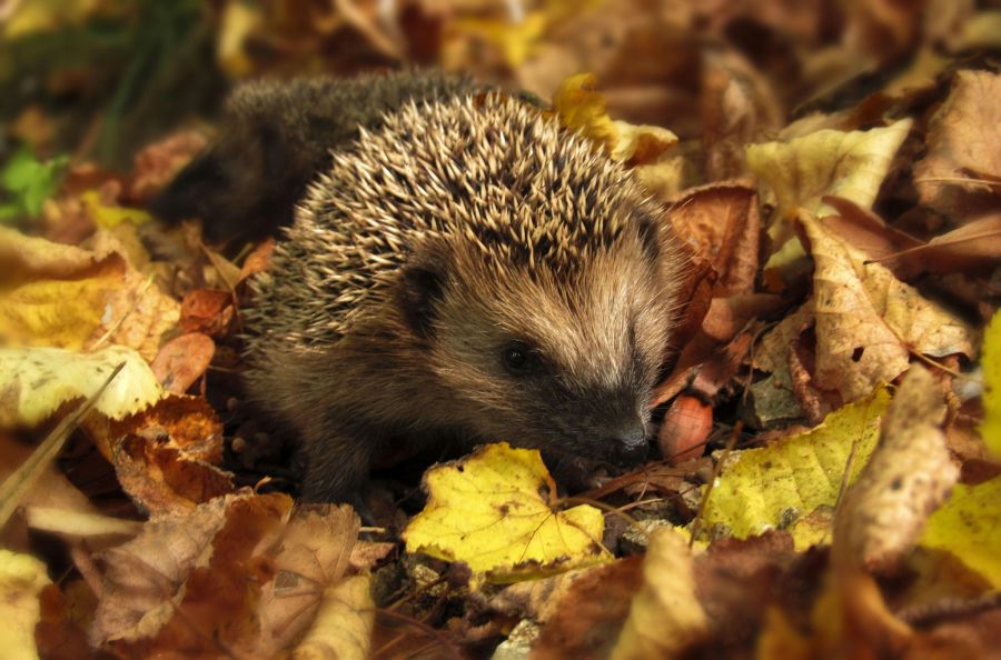 Igel im Winter im Laub.