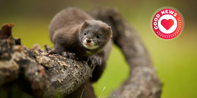 Pelz Tierfarm Rückgang Einbruch
